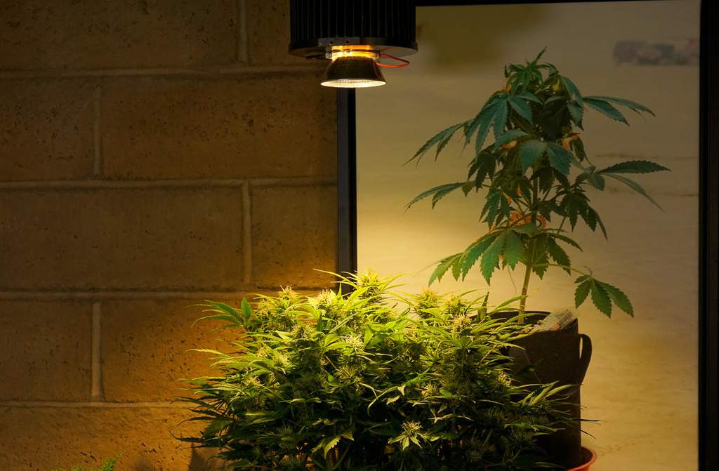 LED grow light hanging over cannabis plant in medium complete grow kit