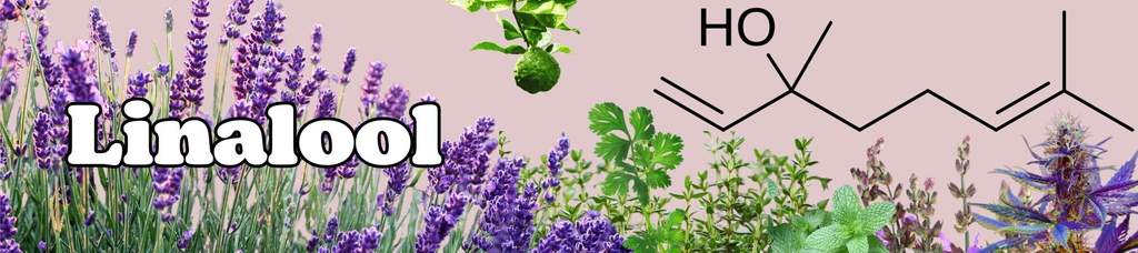 Linalool terpene plant collage with skeletal formula chemical structure