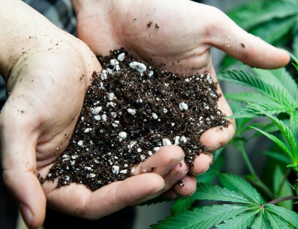 Soil and Cannabis