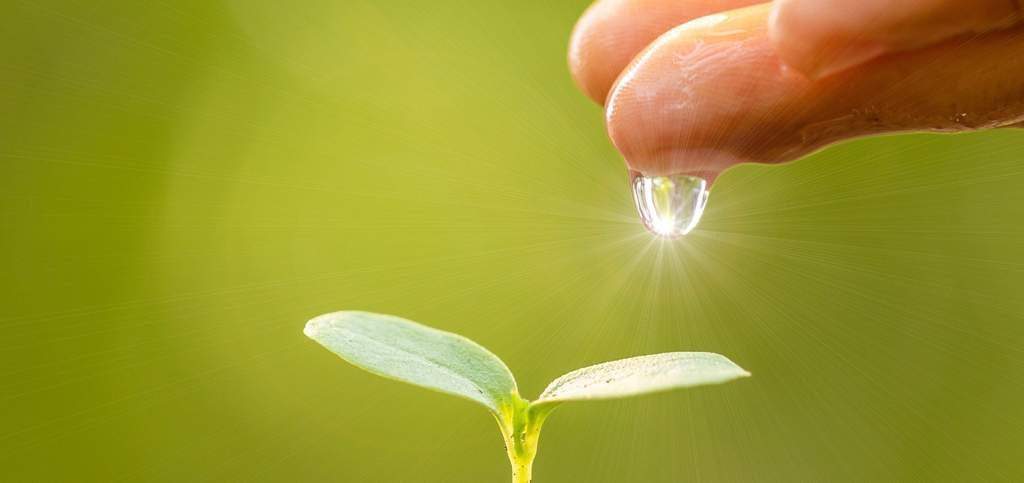 Someone holding their hand over a germinated sprout with a drop of water on their finger.