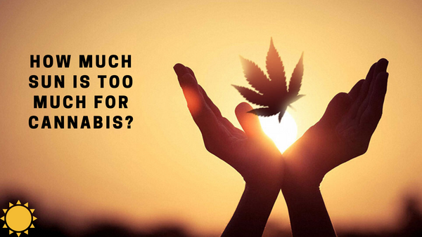 Can cannabis grow in shade