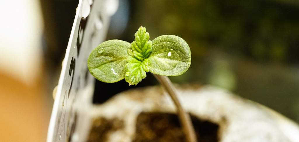 Start growing weed from seed