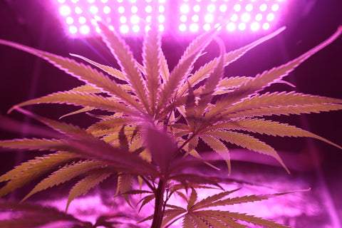 Heat lamp for growing weed