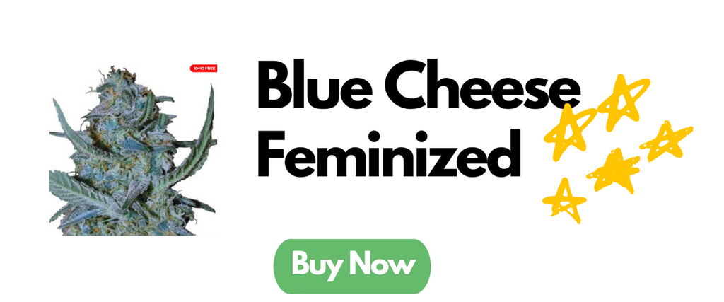 blue-cheese-feminized-seeds