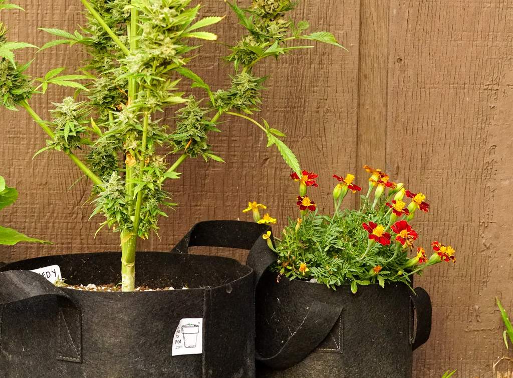cannabis plant next to marigolds