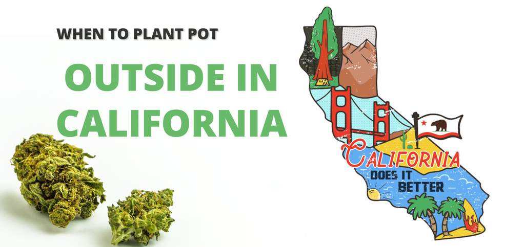 Outdoor cannabis growing season california