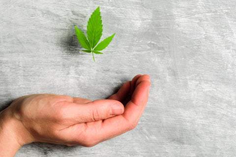 nurturing cannabis back to health 