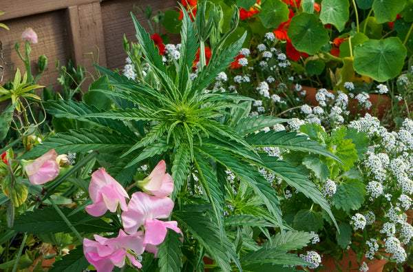 cannabis in the garden surrounded by flowers