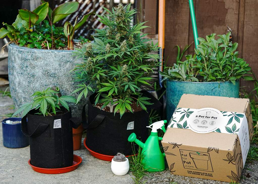 growing kit outside with grow kit box surrounded by other potted plants