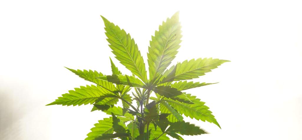 cannabis plant basking in light