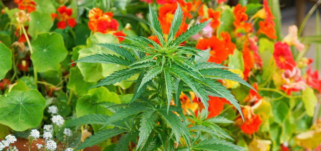cannabis plant growing in the garden
