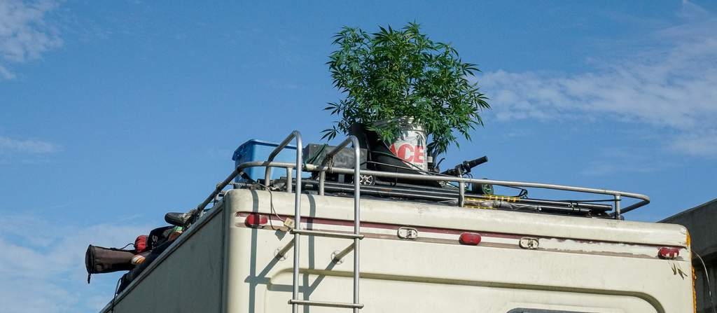 cannabis plant growing on rv roof