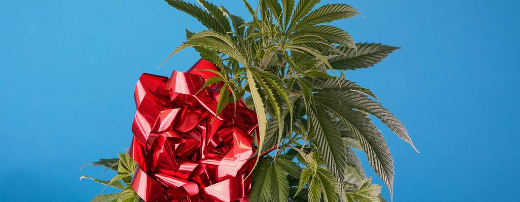 weed plant with red gift bow