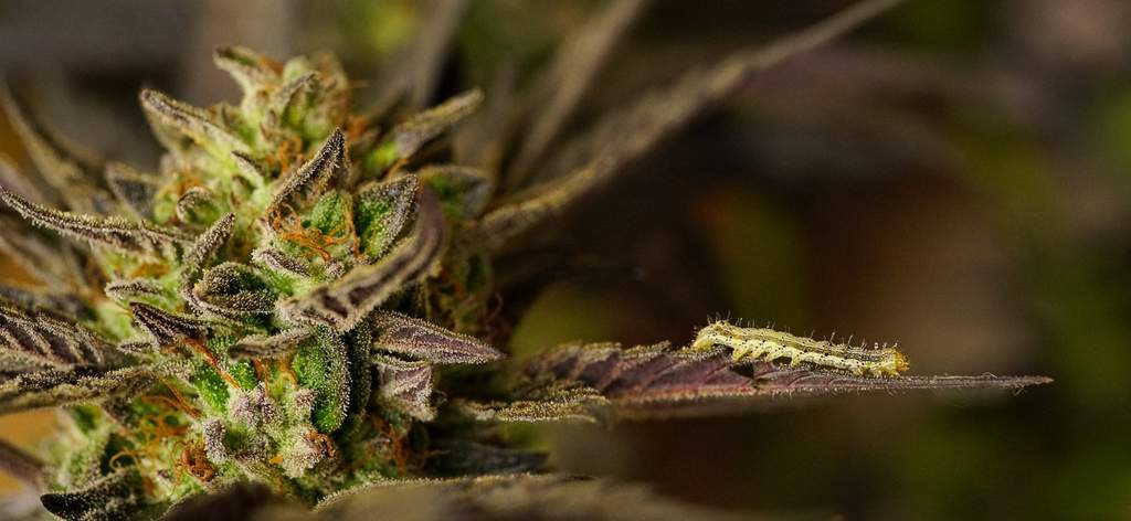 a reason for cannabis pesticides: caterpillar on weed leaf inching towards trichome covered homegrown outdoor cannabis flower