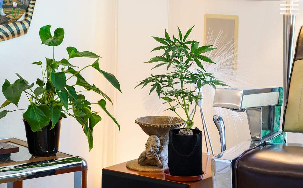 decor in fancy 420-friendly airbnb