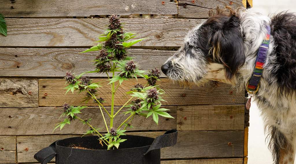 drug dog smelling terpene rich cannabis plant