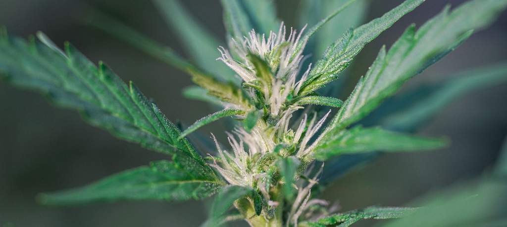 close up of early flowering buds marijuana plant