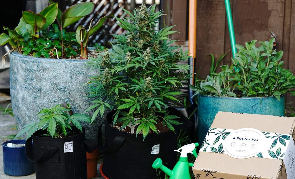 autoflowering cannabis plant in a fabric pot surrounded by other garden plants and a grow kit