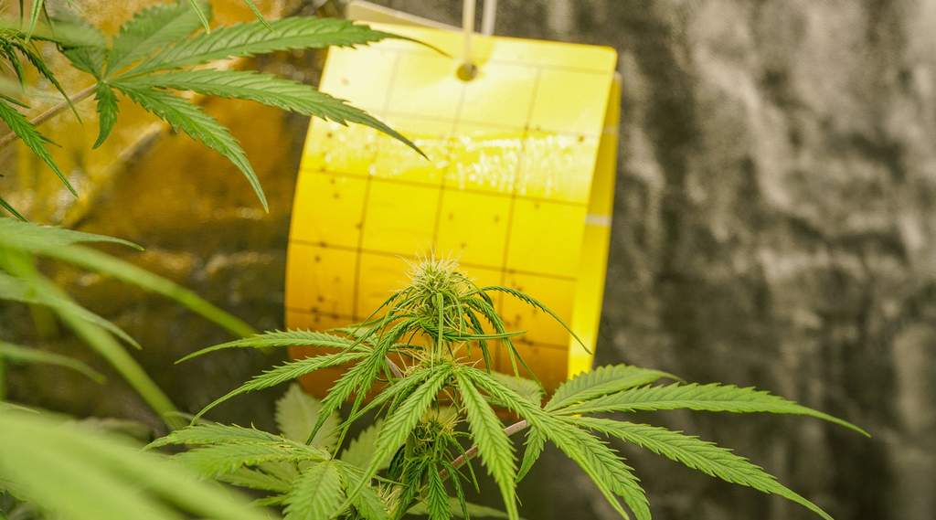 an alternative to marijuana pesticides: budding indoor weed plant in a grow tent with a yellow sticky trap hanging in the background