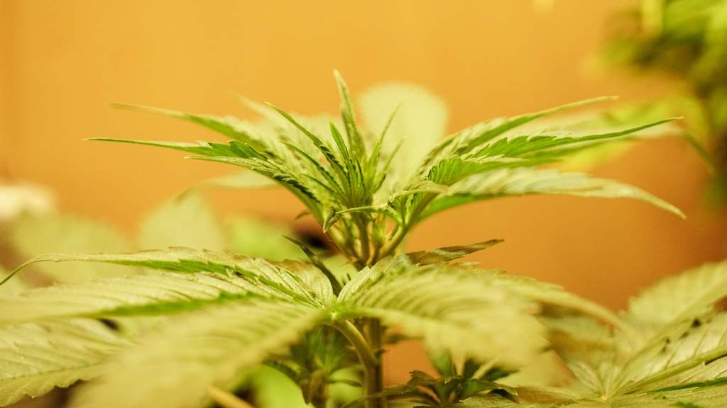 growing og kush cannabis plant