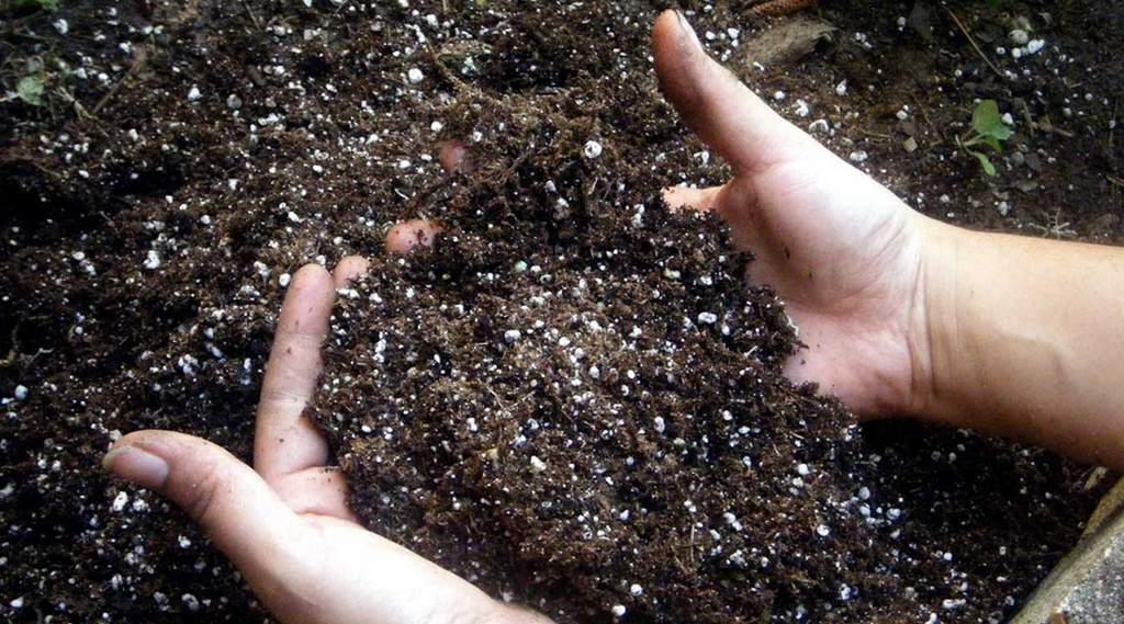 hands in nutrient rich soil, the perfect growing medium for cannabis plants