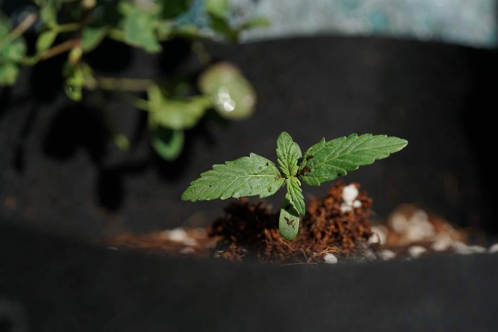 happy cannabis seedling popping out of soil