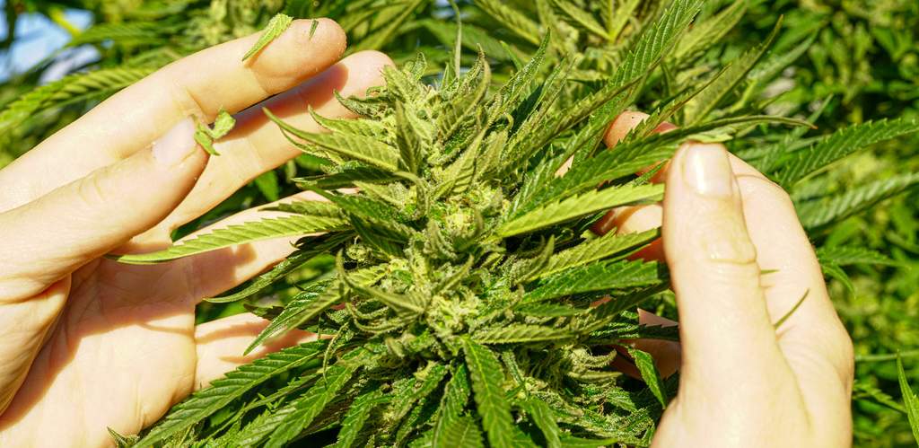 harvesting marijuana with two hands