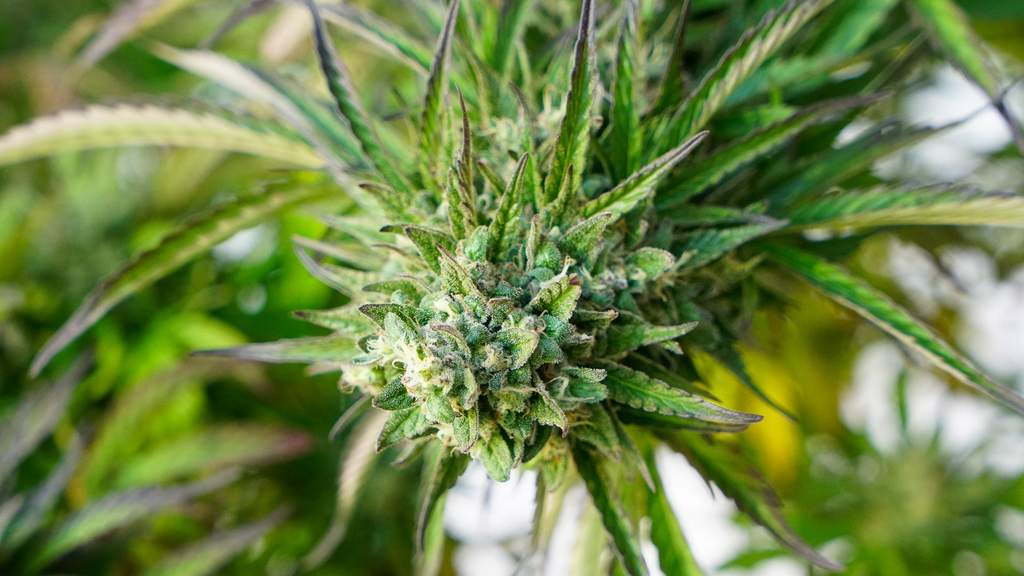 hybrid marijuana strain flowering bud close up, romulan grapefruit strain