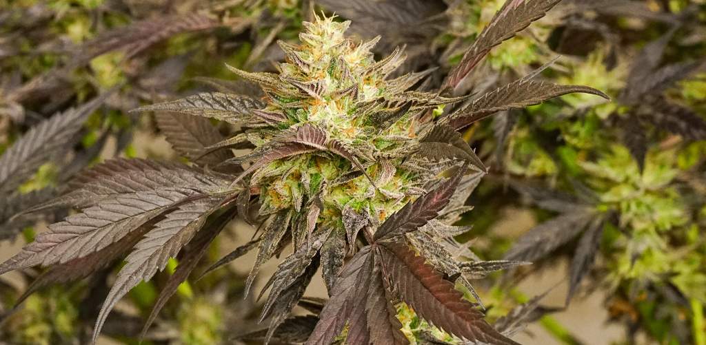 classic indica cannabis bud with thick purple leaves, runtz strain