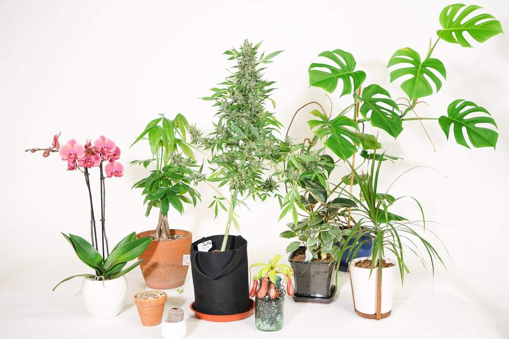 indoor hemp cbd plant with growing hemp seedling and other houseplants