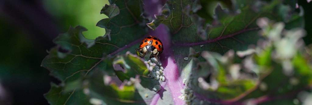 predatory beneficial insect, ladybug eating cabbage aphids is an organic pesticide management option