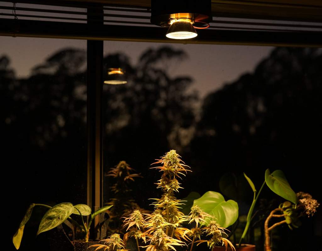 autoflower under a Light for Pot
