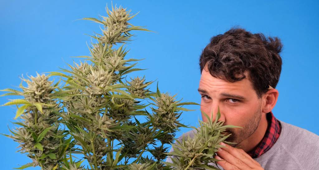 man smelling the terpenes on ripe cannabis buds with delighted and intrigued expression