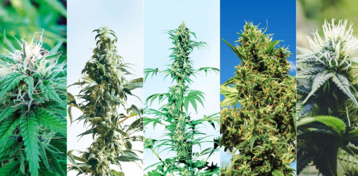 Marijuana grow flowering