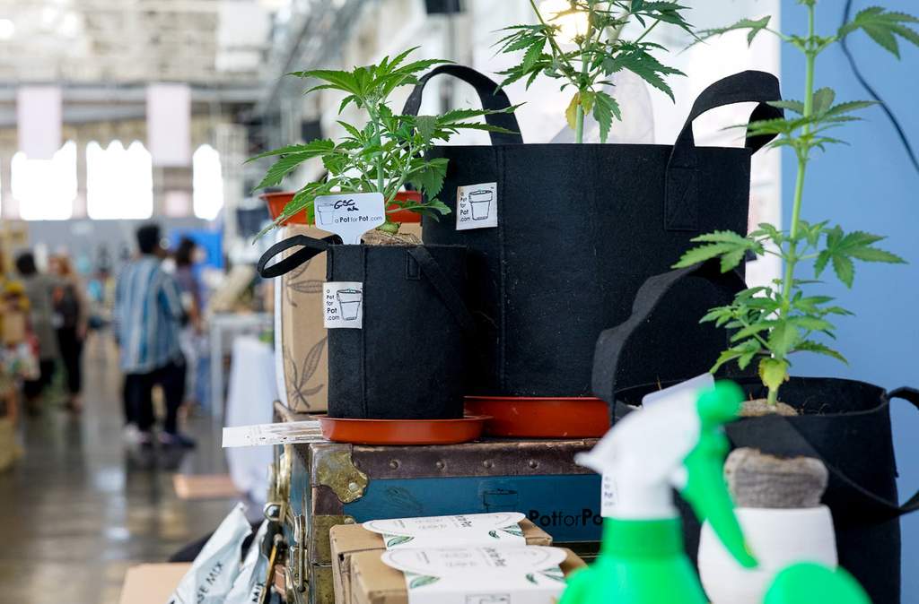 cannabis plants growing in various sized marijuana growing kits displayed with grow accessories