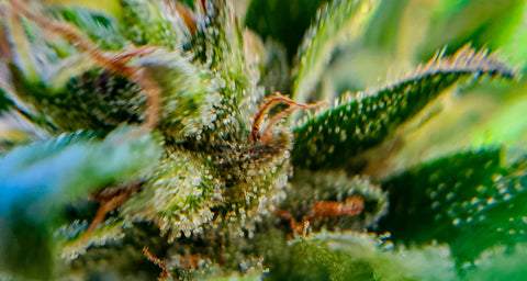 marijuana trichomes magnified 