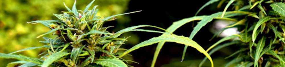 growing cannabis discreetly 
