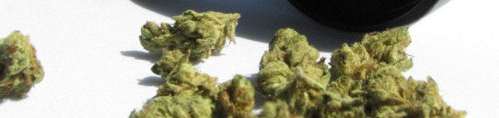 passing a cannabis drug test