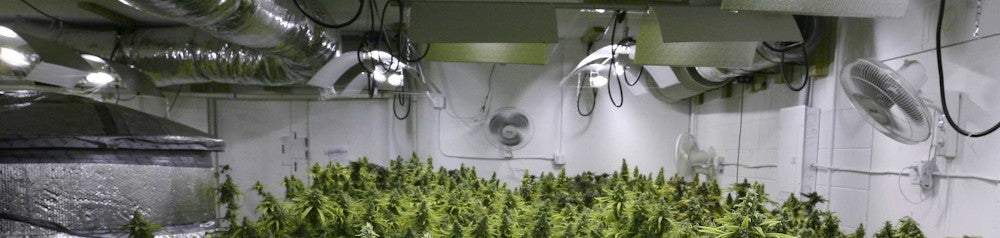 Cannabis grow room