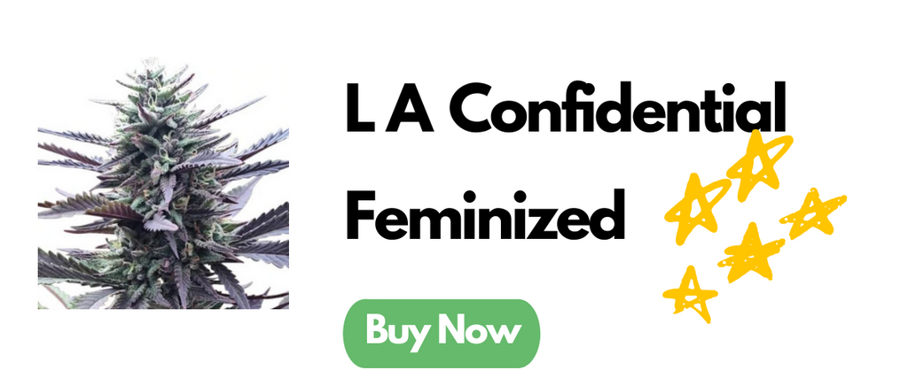 LA Confidential Feminized