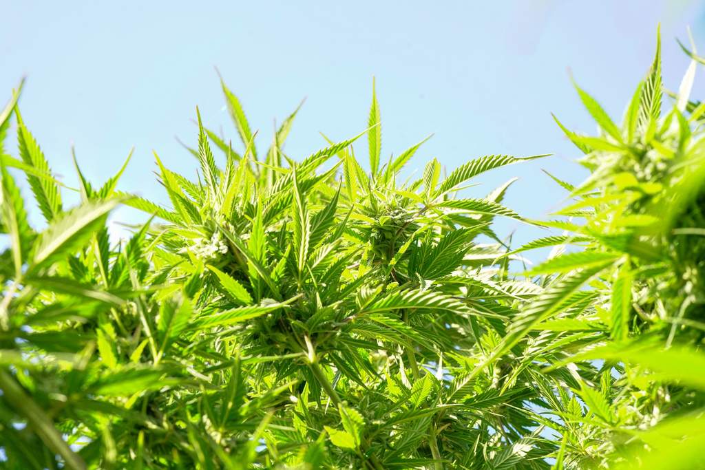 outdoor cannabis plant in the sunlight