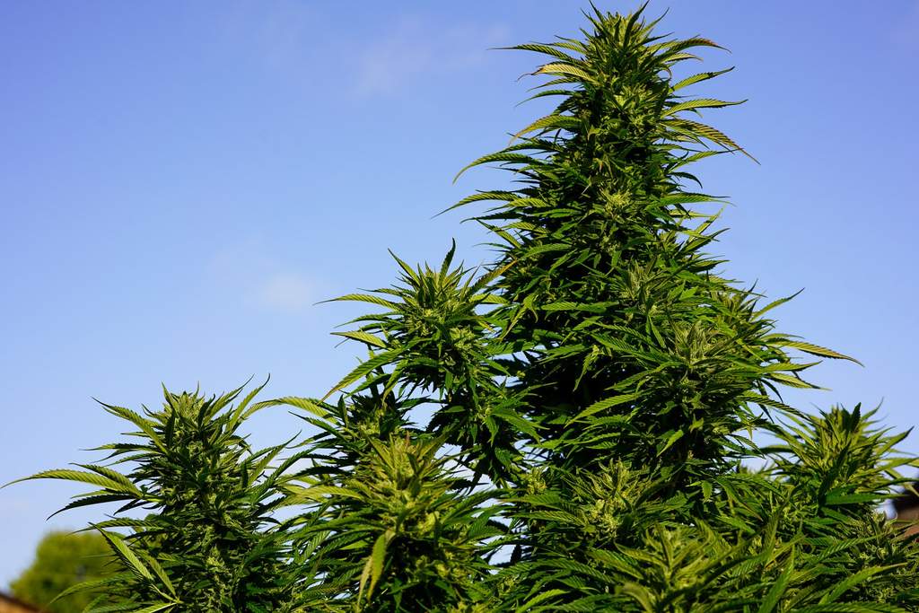 outdoor flowering cannabis plant with blue sky background