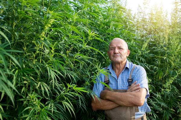 commercial marijuana growing 