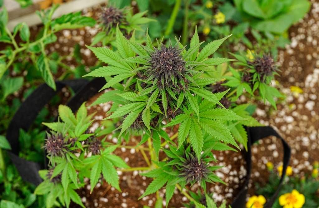 What do you need to grow one weed plant