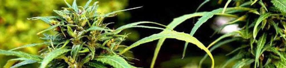 Growing marijuana hydroponically step by step