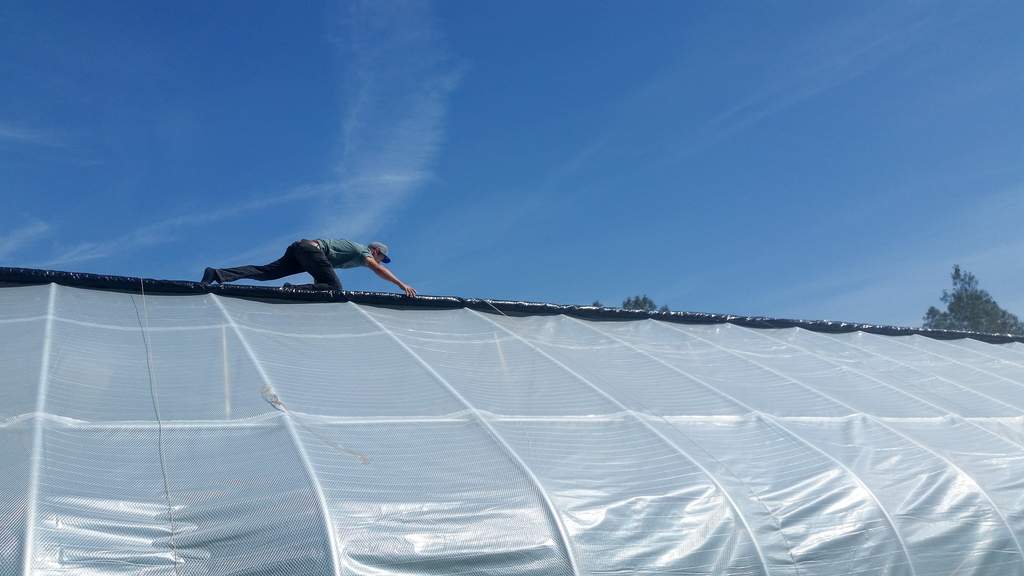 rolling a blackout tarp over a weed greenhouse for light dep