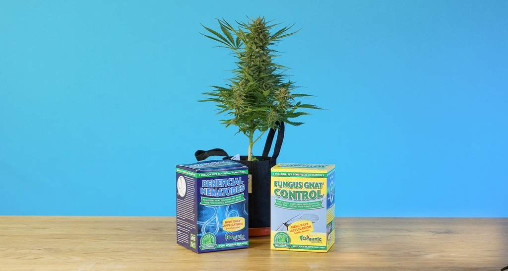 healthy homegrown indoor cannabis plant next to boxes of beneficial nematodes purchased from the local hardware store