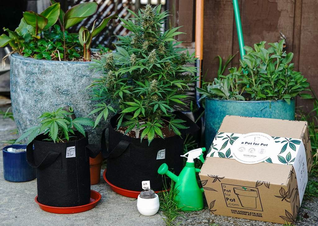 small weed plants in a Pot for Pot grow kits