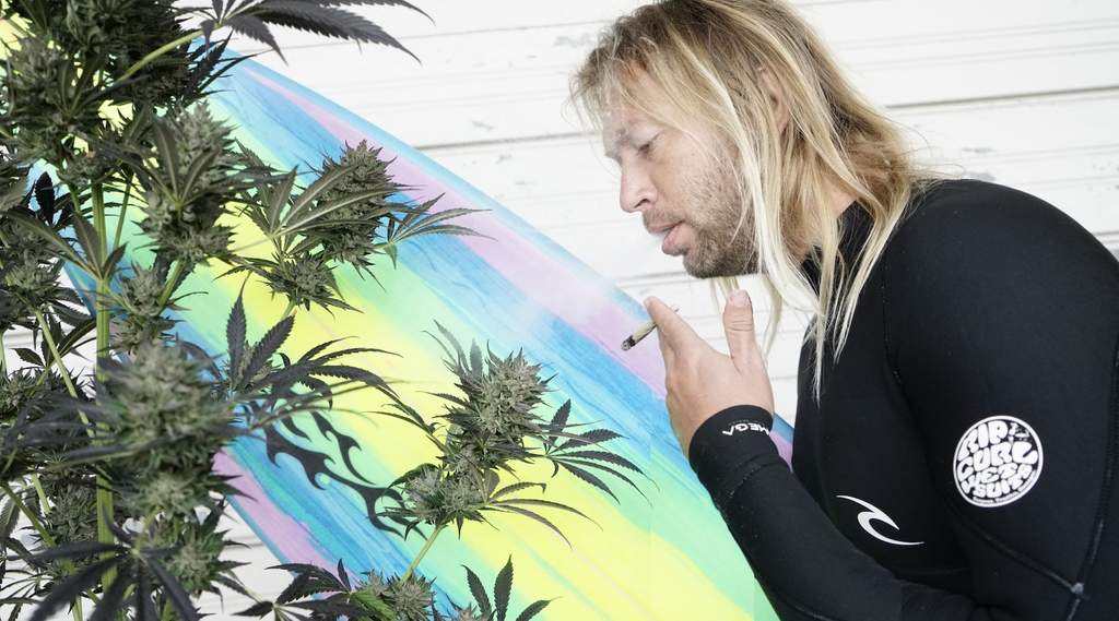 surfer smoking OG Kush looking at a flowering weed plant.jpg