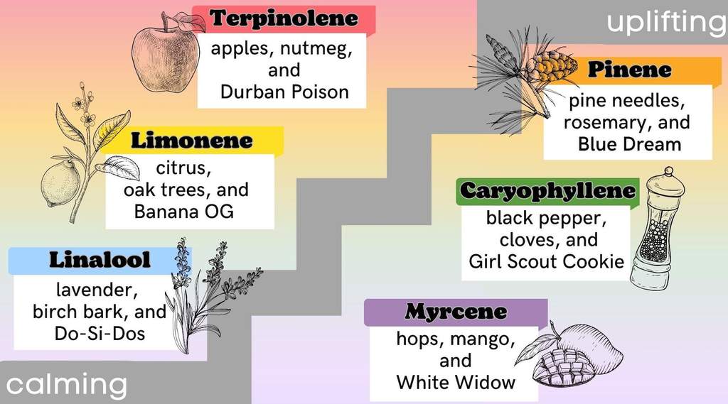 terpene effects chart with examples